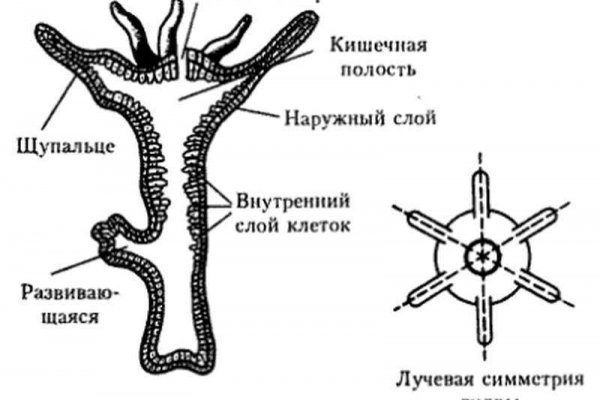 Кракен официальный сайт онион